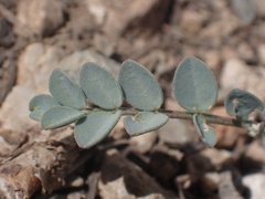 Astragalus oophorus