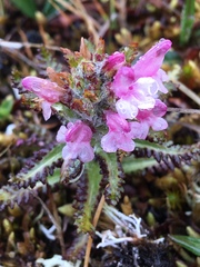 Pedicularis hirsuta
