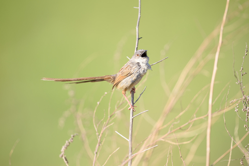 Himalayan Prinia (Prinia crinigera), photo 10