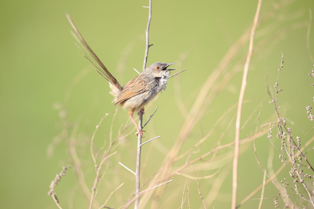 Himalayan Prinia photo