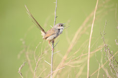 Prinia crinigera