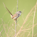 Himalayan Prinia - Photo (c) Morten Ross, some rights reserved (CC BY-NC), uploaded by Morten Ross