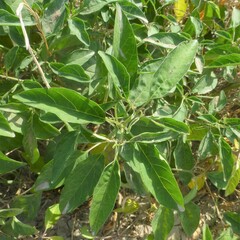 Physalis longifolia