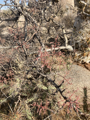 Pachycormus discolor