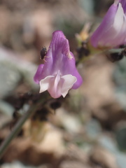 Astragalus oophorus