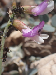 Astragalus oophorus
