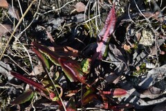 Rumex arcticus