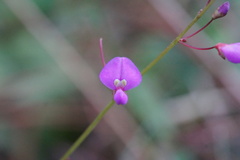 Desmodium psilophyllum
