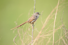 Prinia crinigera