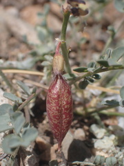 Astragalus oophorus