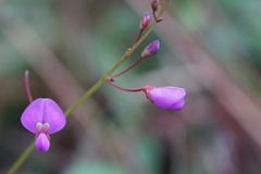 Desmodium psilophyllum