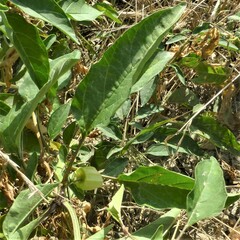 Physalis longifolia