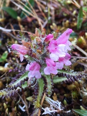Pedicularis hirsuta
