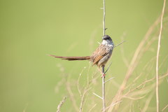 Prinia crinigera