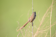 Prinia crinigera