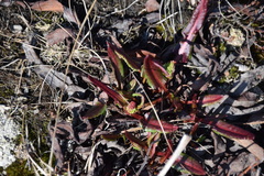 Rumex arcticus