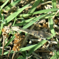 Argia nahuana