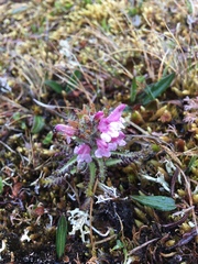 Pedicularis hirsuta