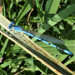 Argia nahuana