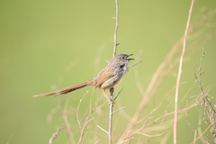 Prinia crinigera