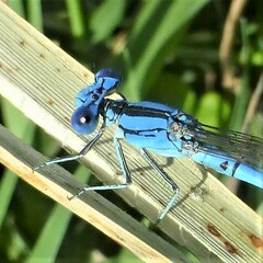 Argia nahuana