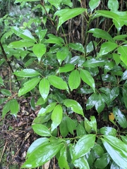 Cinnamomum yabunikkei