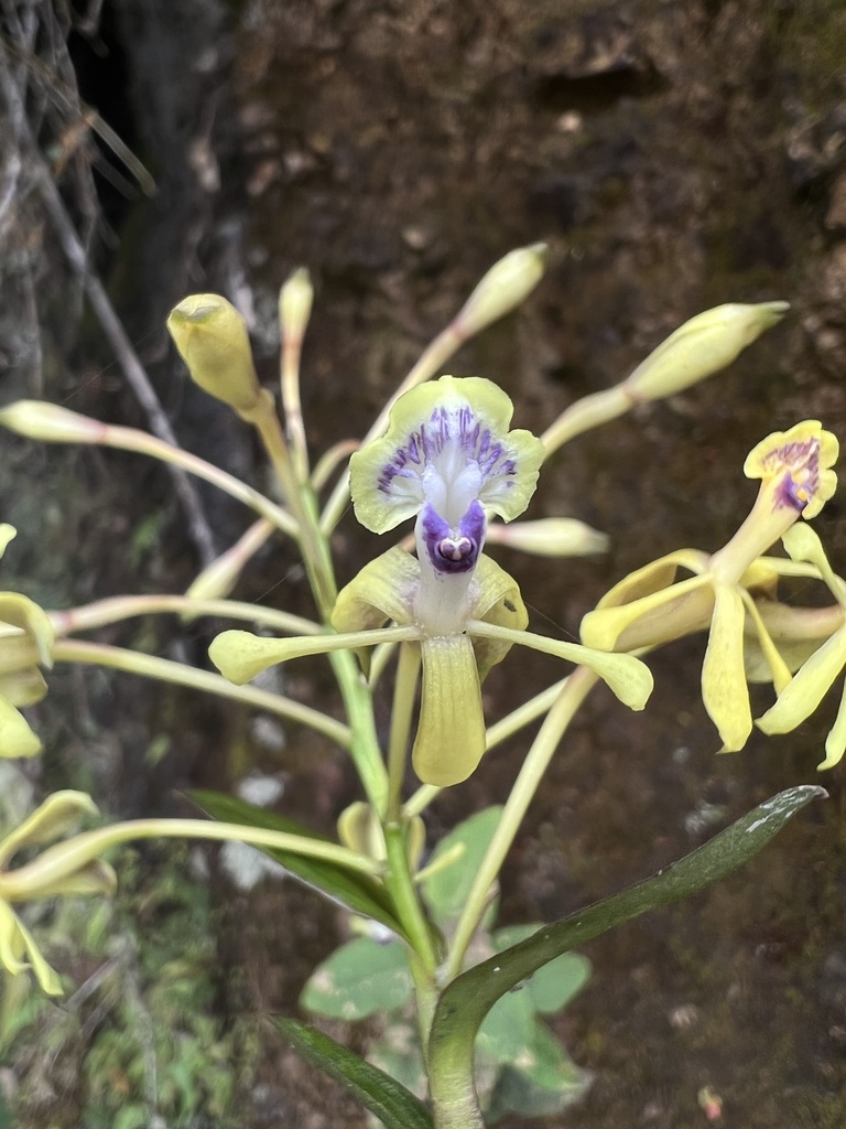 Epidendrum scytocladium