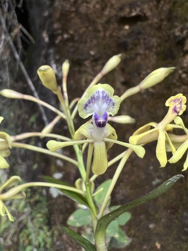 Epidendrum scytocladium Schltr.