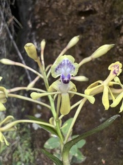 Epidendrum scytocladium
