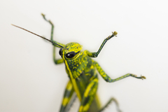 Valanga nigricornis rammei