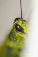 Valanga nigricornis rammei