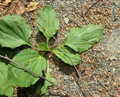 Phytomyza plantaginis