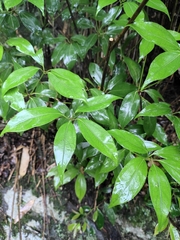 Cinnamomum yabunikkei