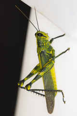 Valanga nigricornis rammei