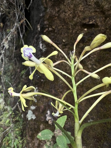 Epidendrum scytocladium Schltr. 2