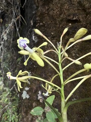 Epidendrum scytocladium