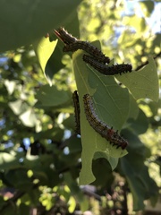 Oedemasia concinna