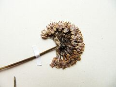 Allium maackii