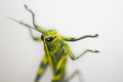 Valanga nigricornis rammei