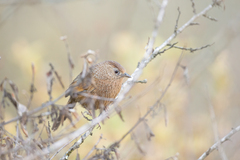 Trochalopteron imbricatum