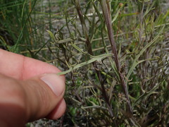 Castilleja thompsonii