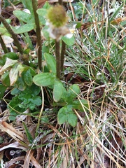 Ranunculus nivalis
