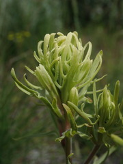 Castilleja thompsonii