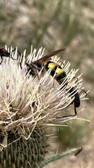 Dielis pilipes