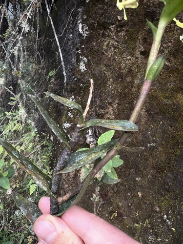 Epidendrum scytocladium Schltr. 3