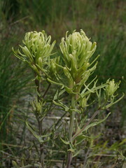 Castilleja thompsonii