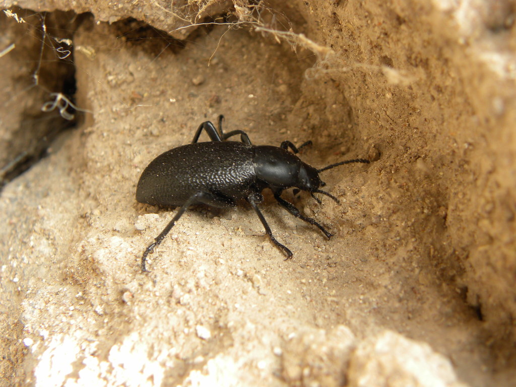 Eleodes glabricollis