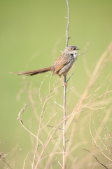 Prinia crinigera
