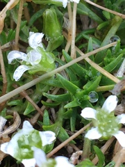 Cherleria biflora