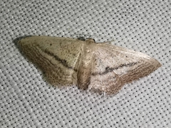 Idaea mediaria